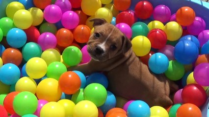 96ème Vidéo Naito de STAFFORDLAND