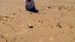 How to Catch Desert Lizard In Dubai United Arab Emirates.