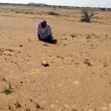 How to Catch Desert Lizard In Dubai United Arab Emirates.