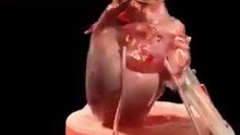 دون عنوان