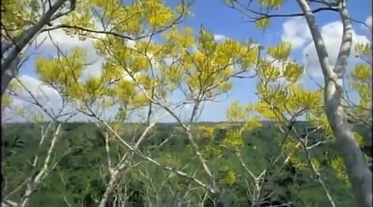 THE JAGUAR BIG CATS Animals Nature Wildlife (Documentary)