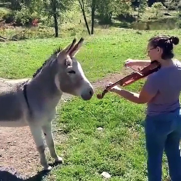 el burro