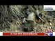 Bodies of 30 Monkeys Found Near Temple at Pattanageri village in Mandya