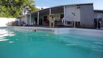 LABRADORS ARE AWESOME 2017   [Funny Pets]werwere