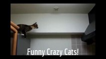 Cats are just the Funniest Pets Ever234234unny Cat Videos E