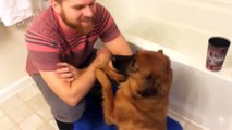 Dogs just don't want to bath - Best of 234234werwer