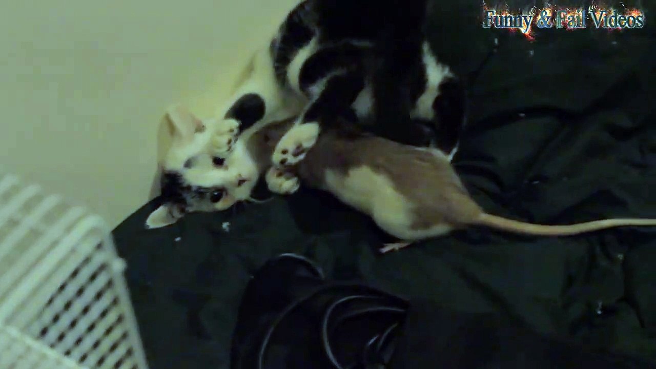 Funny Cats And Rats Cats Vs Rat234234n video Dailymotion