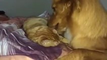 Funny Cats Video - Cat and Dog - True Lovewerwer