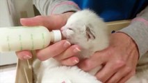 Kittens Being Bottle Fed  Compilation _ Cuteness 23423!