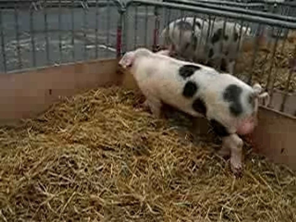 cochon de Bayeux