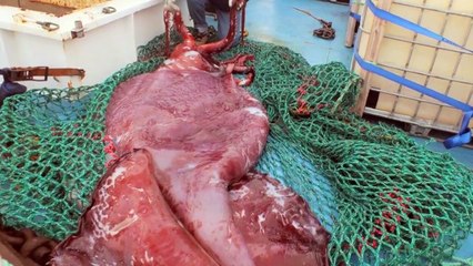 Dinosaurs caught on Camerawerwer