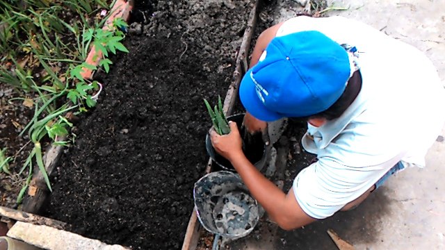 Một ngày chăm sóc chậu ở cơ sở nha đam miền tây l bán chậu nha đam giá rẻ l giao hàng toàn