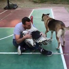 a turkey need a Hug !! but the Dog got jealous !!...so Cute
