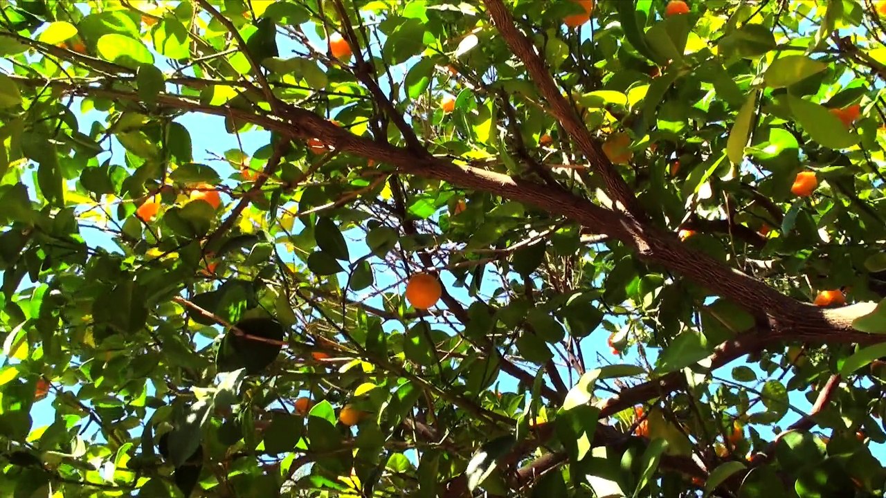 Agri Terra Orangenplantage Video