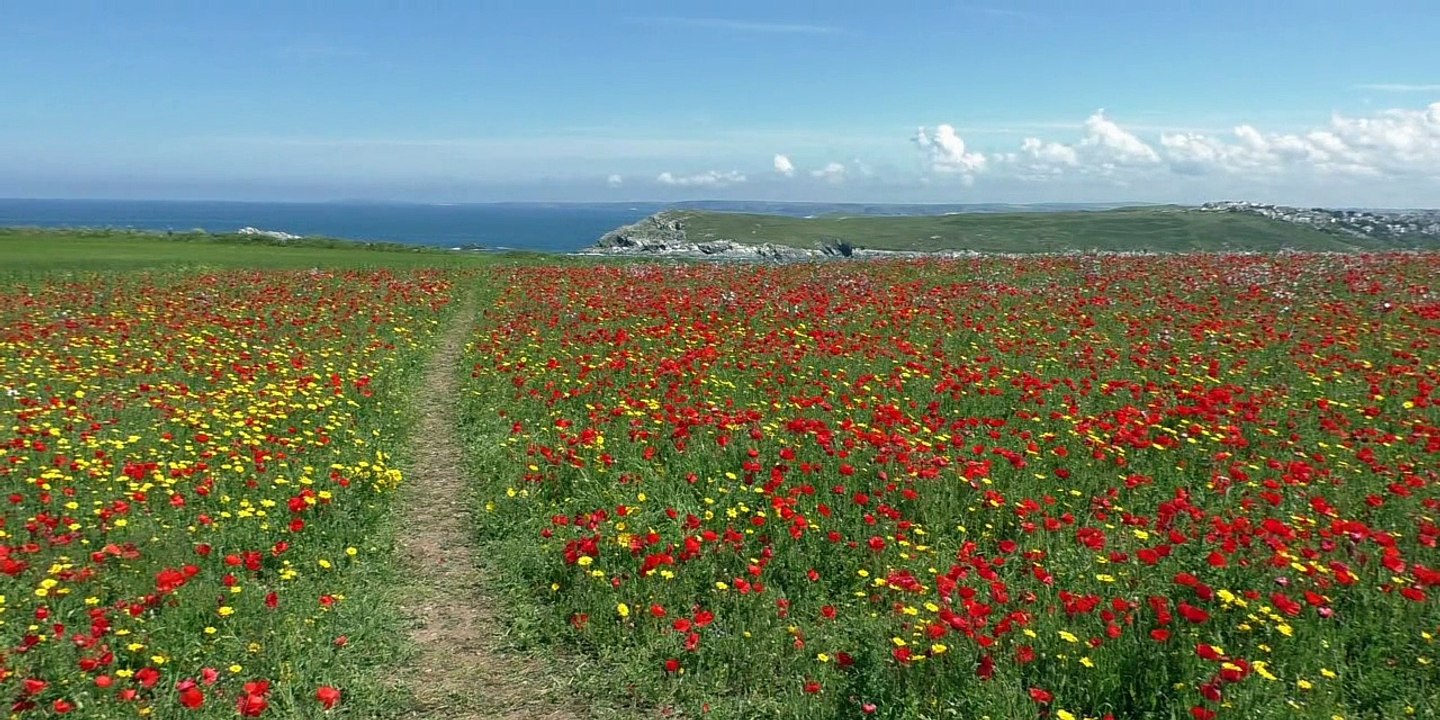 Eva Cassidy - Fields of Gold (Shane August remix) - NightCore Version