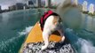 Amazing Bulldog Surfs With Owner - Daily Heart Beat (1)