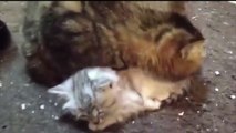 Kittens Talking and Playing with their Moms Compilation _ Cat mom hugs baby kitt