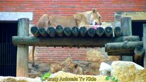 Rei Leão no Zoológico _ Lion King at the Zoo _ León en el Zoológico - Funny Animals T