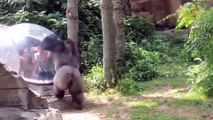 Funny Zoo Animal Surprise Attacks - Funny Animals Compil