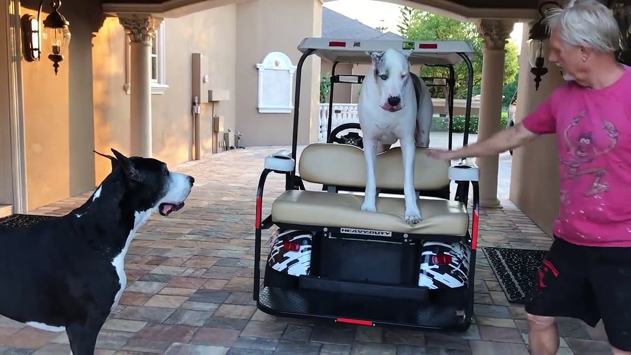 Un chien pas très partageur avec son pote
