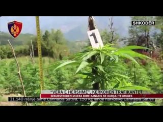 Operacioni “vera e hershme”, kërkohen trafikantët - News, Lajme - Vizion Plus