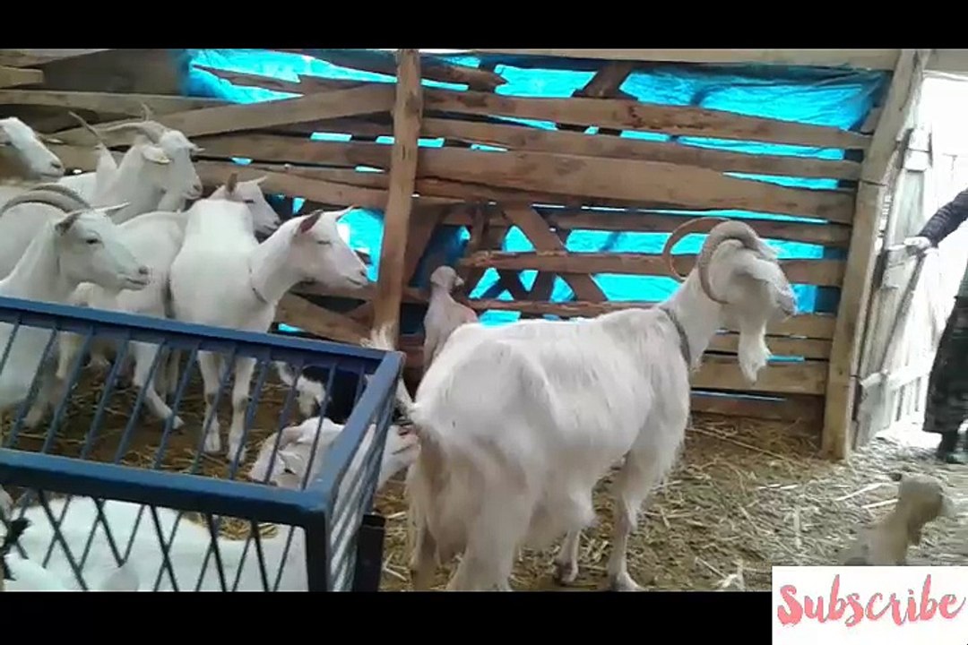 Cute baby goat and family.