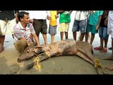 Stag Rescued From Sea By Localites In Karwar
