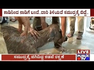 Stag rescued by the Coast gaurd in Uttara Kannada District
