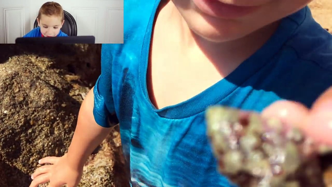 Swan regarde ses ANCIENNES VIDEOS - VLOG - La Pêche aux Bernard l'Hermite