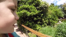 VLOG - Pique-nique et Animaux Rigolos au Parc de la Tête d'Or -)