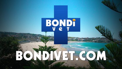 Bondi Vet Extras - Series 8 Episode 5 Clip 3
