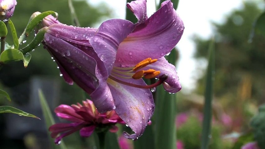 HD..flowers 