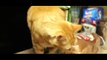 TRY NOT TO LAUGH OR GRIN Funny Cat Fails Compilation 2016