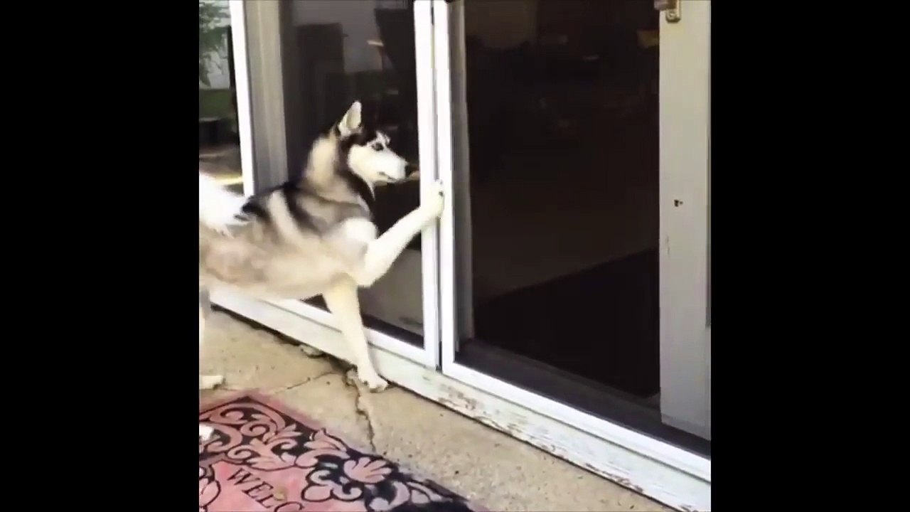 Un toutou très habile