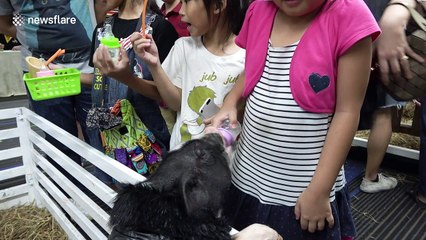 Weird and wonderful pets on show in Thailand