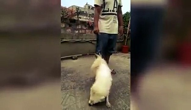 Stunning Dog Showing Extraordinary Moves