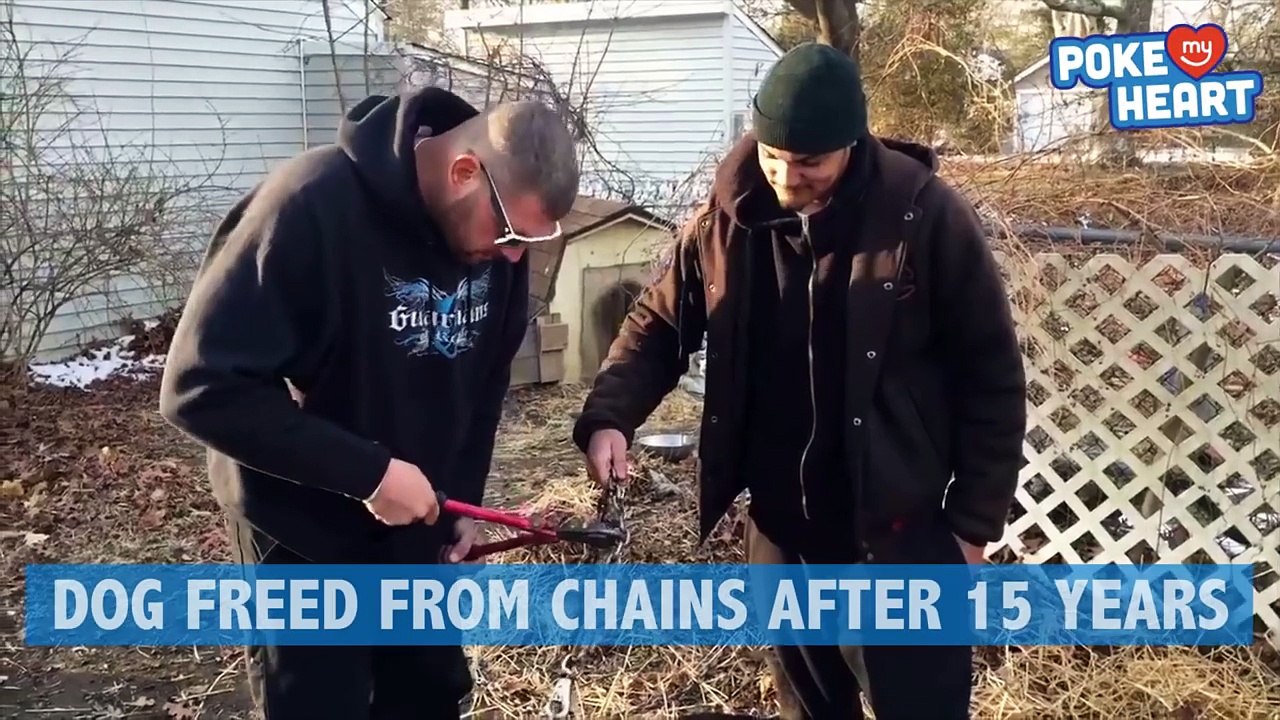 Amazing Dog Cut Free After Fifteen Years of Being Chained Outside Video 2017 - Daily Heart Beat
