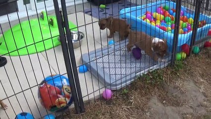 98ème Vidéo Les P'tits Oeufs de STAFFORDLAND