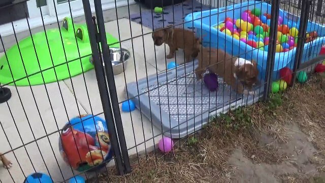 98ème Vidéo Les P'tits Oeufs de STAFFORDLAND