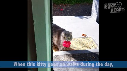 Sweet Cat Delivers a Flower Video 2017 - Daily Heart Beat
