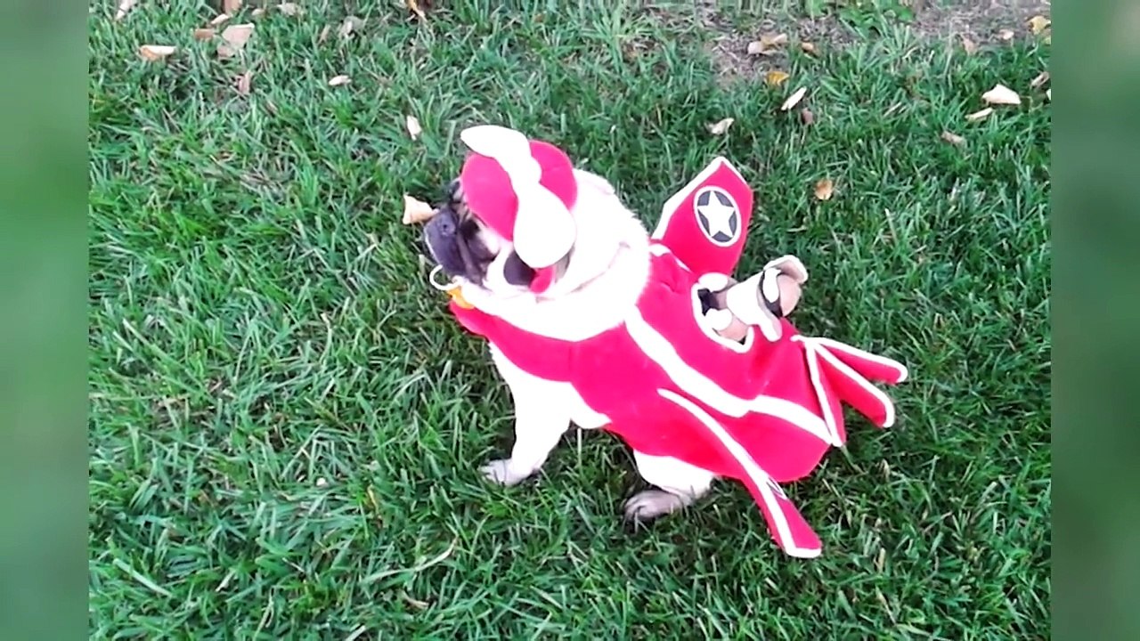 Try Not To Laugh At These Funny Pets In Costumes Video Compilation