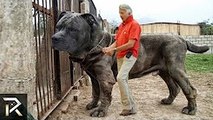 10 Biggest Guard Dogs In The World
