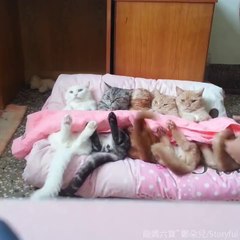 Looked how beautiful Cats