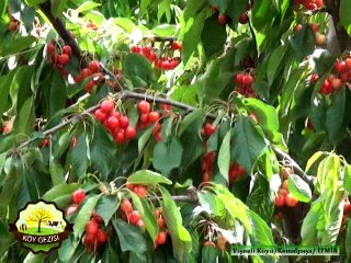 324 Vişneli Köyü Kiraz Hasadı