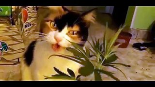 What happens when a cat eats marijuana?