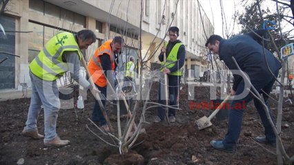 Dy mijë pemë në Sheshin “Skënderbej”