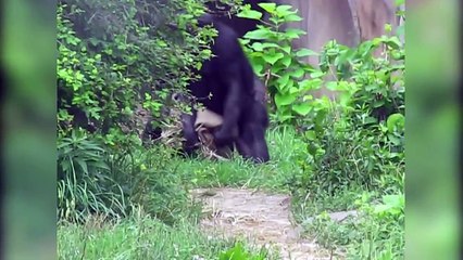 Otter Has No Chill | Zoo Animal Blooper & Reaction Videos 2017 Weekly Compilation | Funny