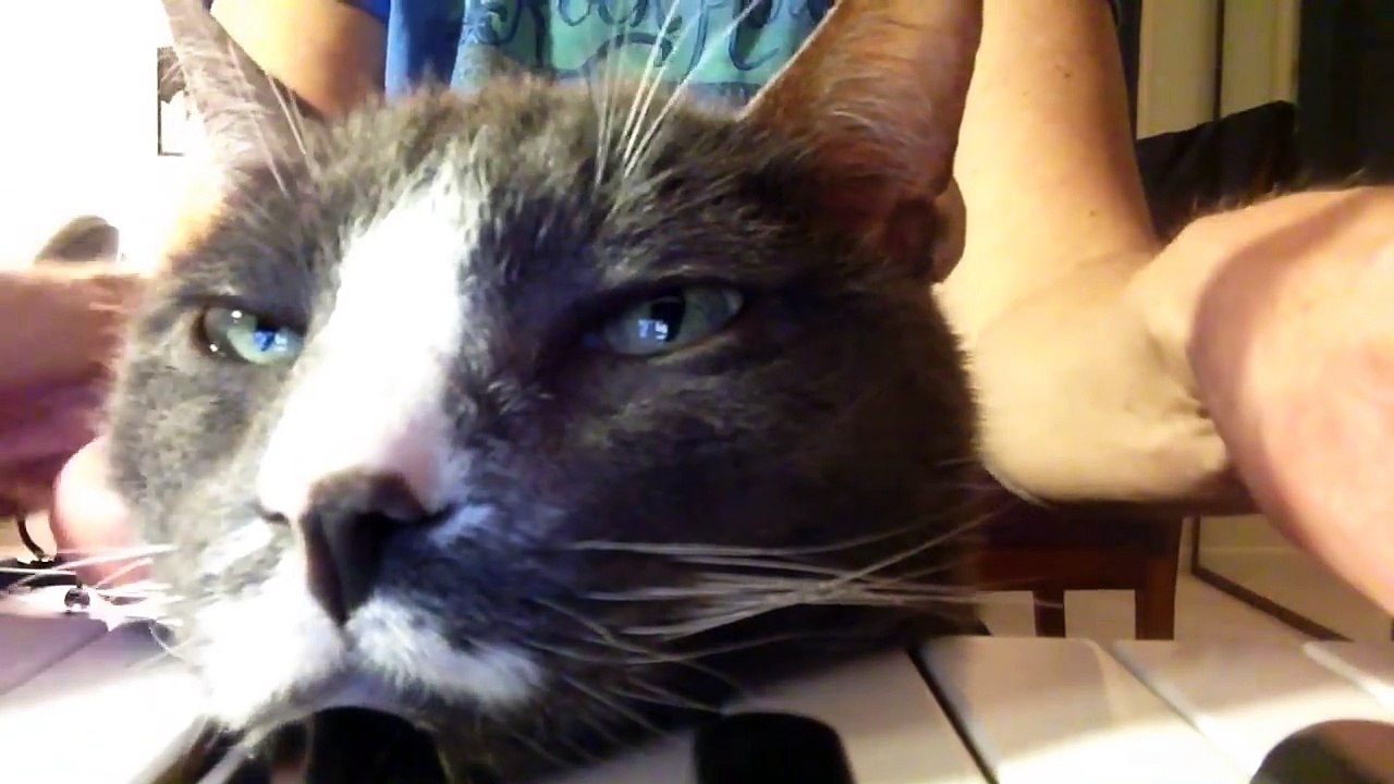 Cats Dont Care Funny Pets Videos | Best Funny Cat Videos Ever