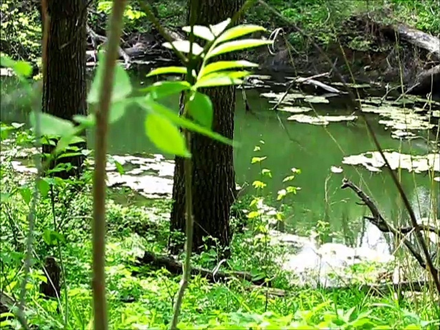 ⁣15:06 Natural sounds of midwestern forest, birds, wind and water from Fontenelle Forest NE