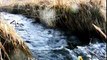 15 Minutes Nature Sounds +++ A Flowing Stream in Spring +++ Better Sleep + Sounds for Studying